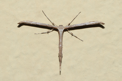 Emmelina