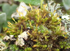 Macrocoma tenuis tenuis