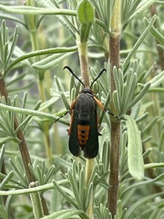 Eichlinia cucurbitae