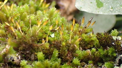 Macrocoma tenuis tenuis