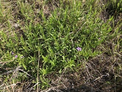 Dyschoriste linearis