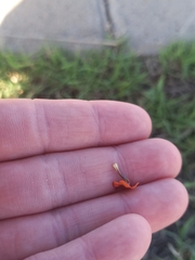 Jamesbrittenia aurantiaca