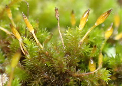 Macrocoma tenuis tenuis