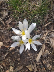 Ornithogalum fimbriatum