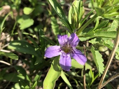 Dyschoriste linearis