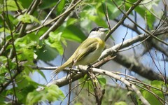 Pachyramphus viridis