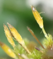 Macrocoma tenuis tenuis