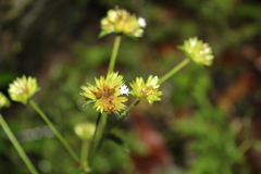 Juncus scirpoides
