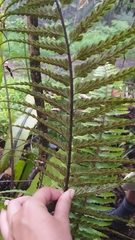 Asplenium