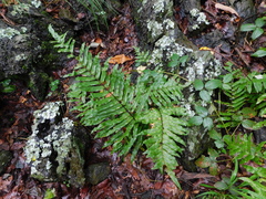 Phlebodium pseudoaureum