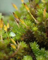 Macrocoma tenuis tenuis