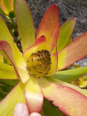 Leucadendron gandogeri