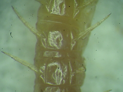 Geophilus flavus