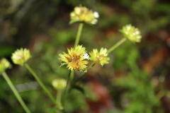 Juncus scirpoides