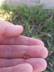 Jamesbrittenia aurantiaca