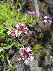 Lobelia jasionoides