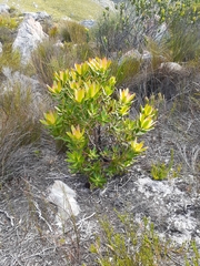 Leucadendron gandogeri