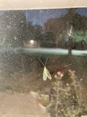 Chrysoperla rufilabris