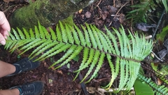 Asplenium
