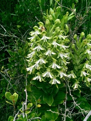 Bonatea speciosa
