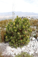 Leucadendron laureolum