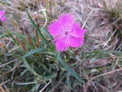 Dianthus seguieri