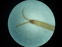 Geophilus flavus