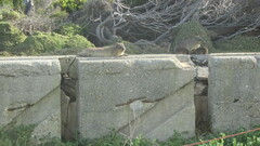 Procavia capensis