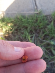 Jamesbrittenia aurantiaca