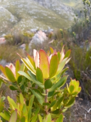 Leucadendron gandogeri