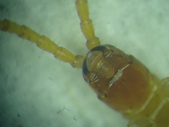 Geophilus flavus