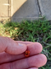 Jamesbrittenia aurantiaca