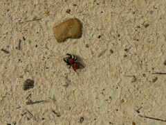 Phidippus cardinalis