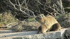 Procavia capensis