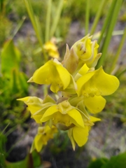 Pterygodium acutifolium