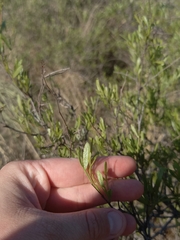 Searsia ciliata