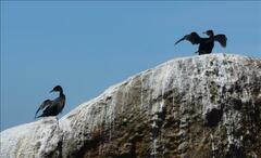 Phalacrocorax carbo lucidus