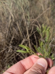 Searsia ciliata