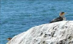 Phalacrocorax carbo lucidus