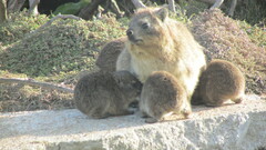 Procavia capensis