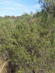 Searsia ciliata