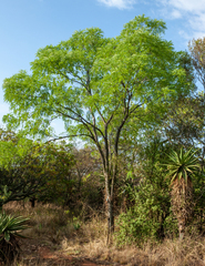 Cassia abbreviata