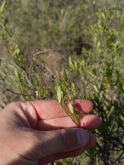 Searsia ciliata