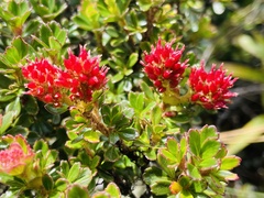 Weinmannia cochensis