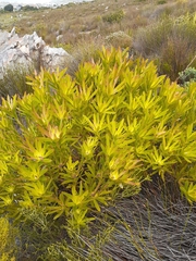 Leucadendron gandogeri