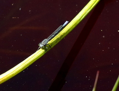 Pseudagrion draconis