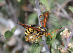 Synanthedon arizonensis