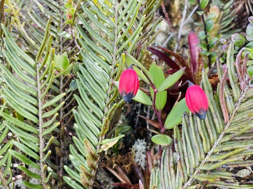 Bomarea brachysepala (Bomarea brachysepala)