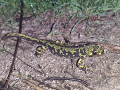 Triturus marmoratus