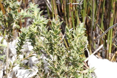 Liparia splendens comantha